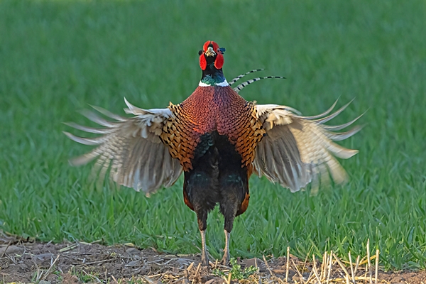 Cock Pheasant display 2. Apr. '25.