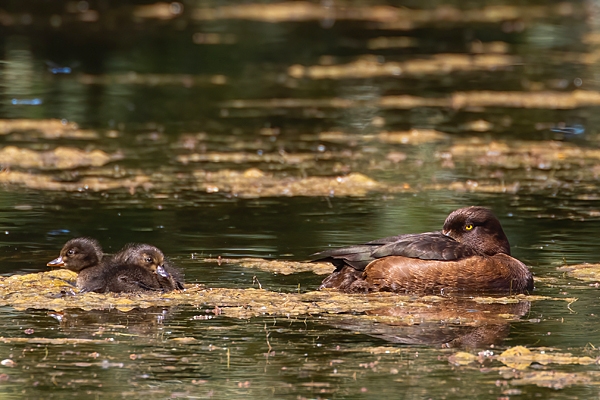 Female Tufted duck and 2 chicks. June. '25.