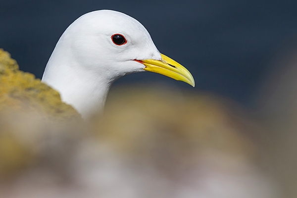 Kittiwake and lichen rocks. June.'25.