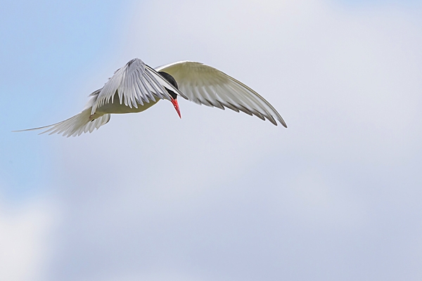 Arctic Tern. July. '25.