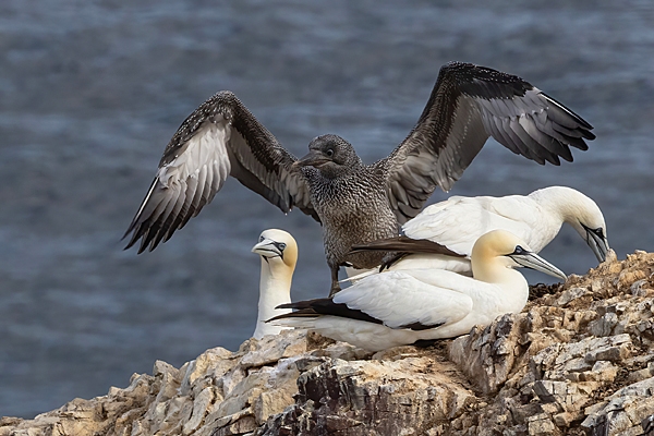 Juvenile and 3 adult Northern Gannets. Sept. '25.