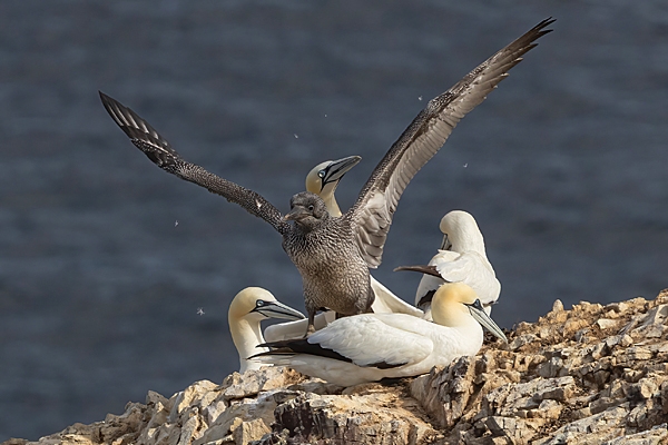 Juvenile and 4 adult Northern Gannets. Aug. '25.