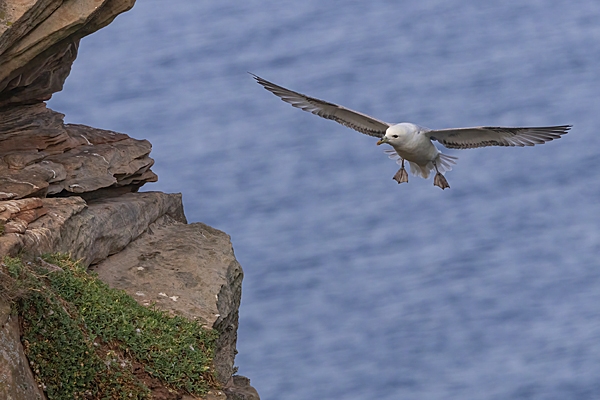 Fulmar coming in to land. Sept. '25.