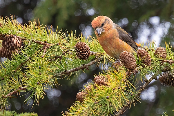 Male Crossbill 5. Oct. '25.
