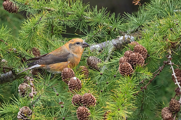 Male Crossbill 3. Oct. '25.