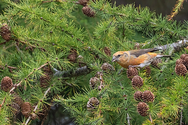 Male Crossbill 2. Oct. '25.