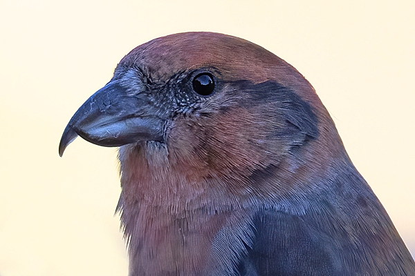 Male Crossbill portrait. Oct. '25.