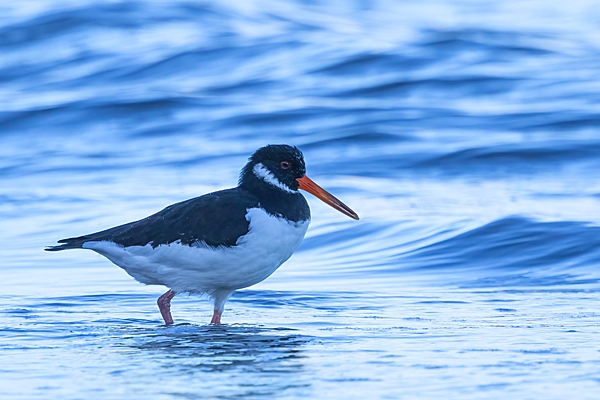 Oystercatcher in sea. Oct. '25.