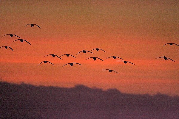 Grainy Geese.