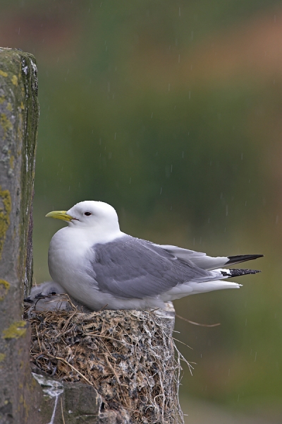 Kittiwakes on nest,in the rain.