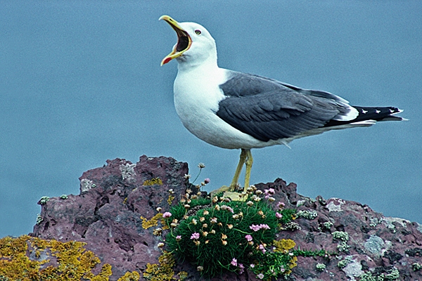 Lesser Black Backed Gull,calling.