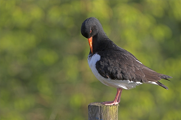 Oystercatcher preening on post.