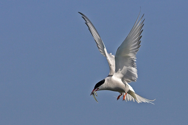 Tern with sand eel.