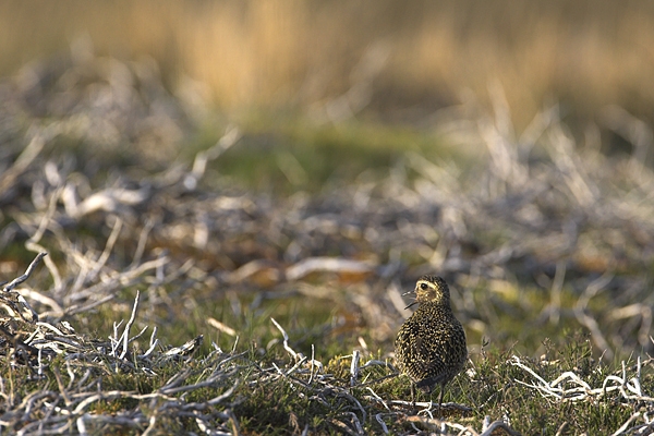 Golden Plover,calling. May'10.