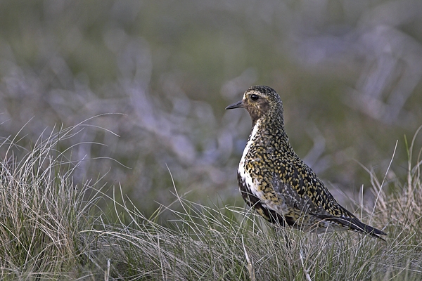 Golden Plover. May'10.