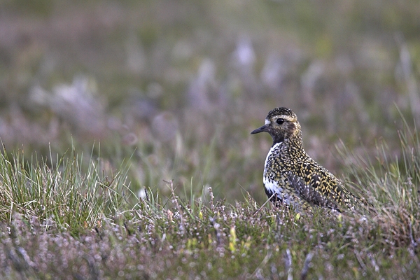 Male Golden Plover. Jun '10.