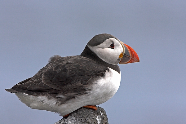 Puffin sat on rock. Jun '10.