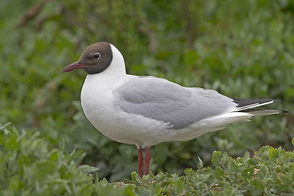 Black Headed Gull. Jun '10.