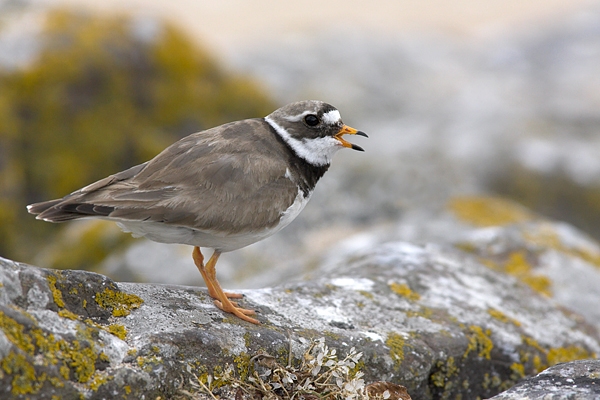 Ringed Plover f,calling. Jun '10.