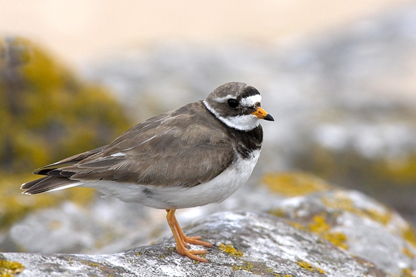 Ringed Plover f. Jun '10.