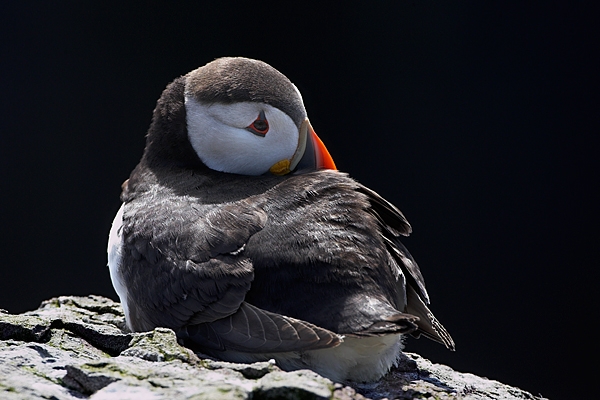 Backlit,sitting Puffin. Jul '10.