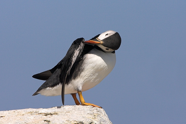 Puffin,preening.2. Jul '10.