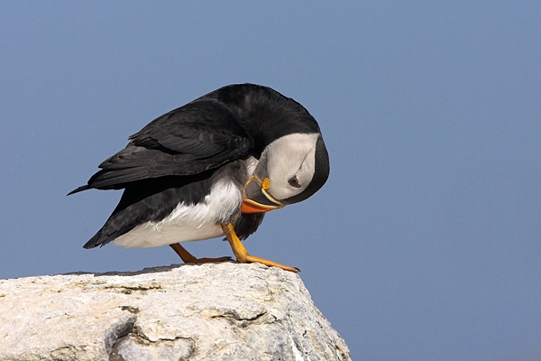 Puffin,preening.1. Jul '10.