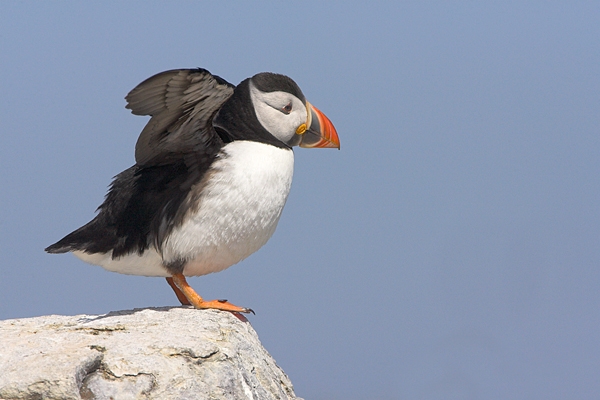 Puffin about to take off.1. Jul '10.