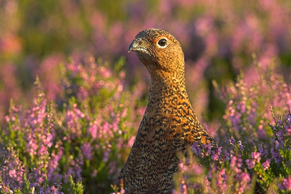 Red Grouse in heather 5. Aug '10.