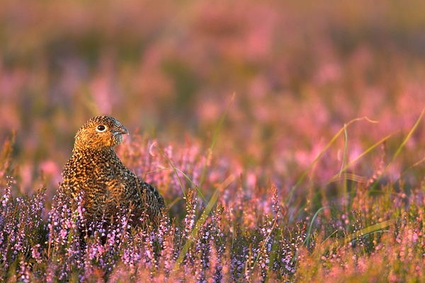 Red Grouse in heather 8. Aug '10.