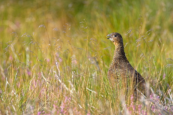 Red Grouse.a/m.3. Aug'10.