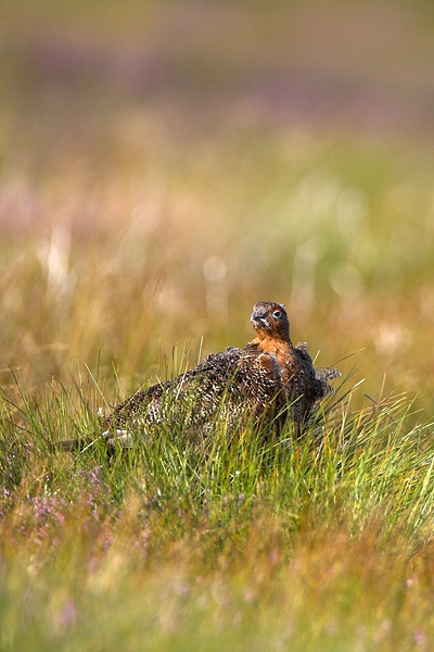 Red Grouse.a/m 7. Aug '10.