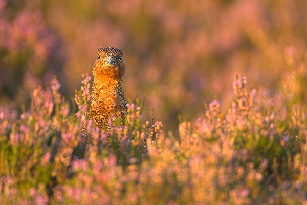 8. Red Grouse,close up,facing in heather. Sept '10.