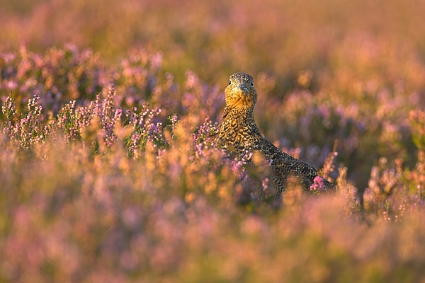 7. Red Grouse f,in heather.