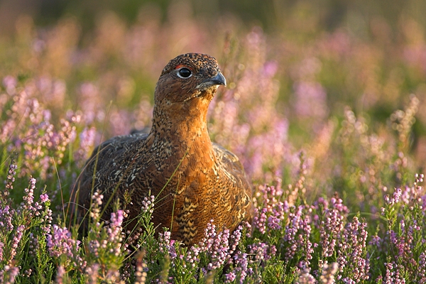 3.Red Grouse sat in heather. Sept '10.