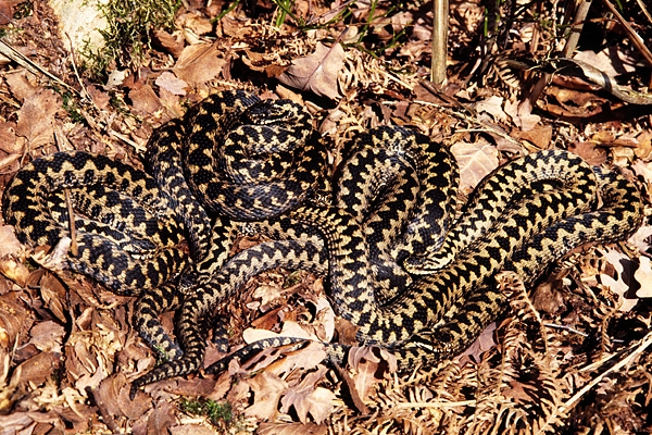 Adders.