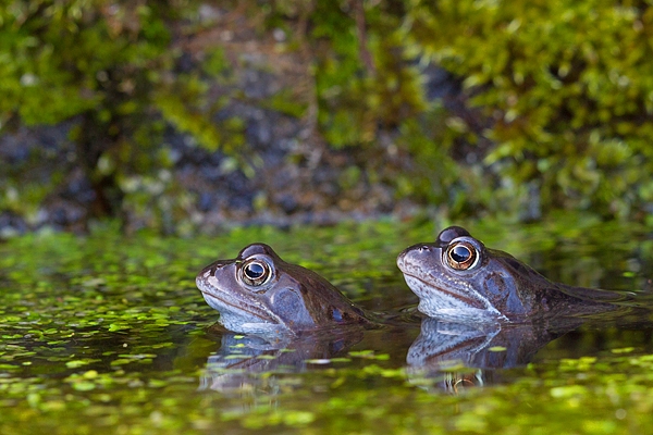 2 Common Frogs. Mar '17.