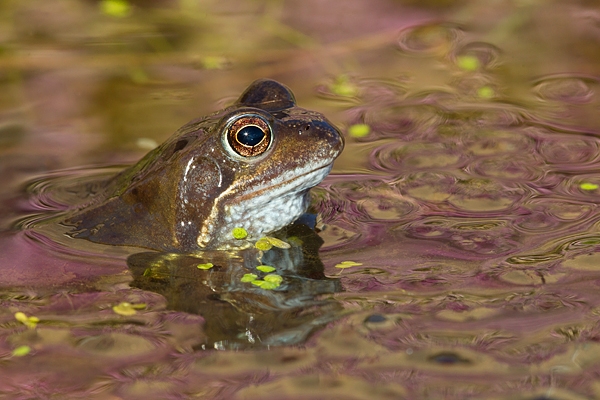 Frog in heather reflected spawn.Mar '17.