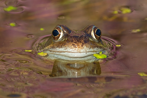 Common frog in heather reflected spawn.Mar '17.