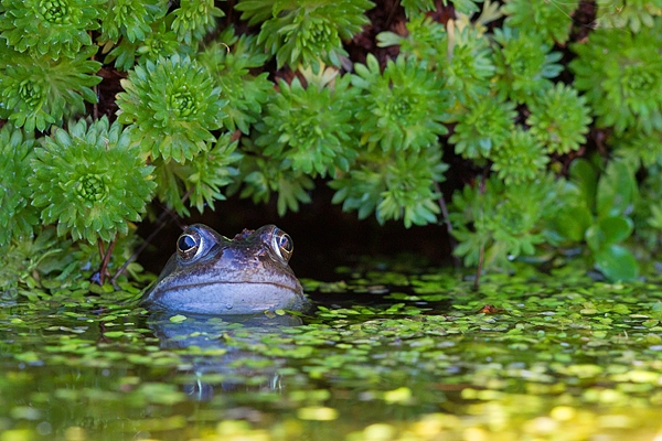 Common frog in duckweed. Mar '17.