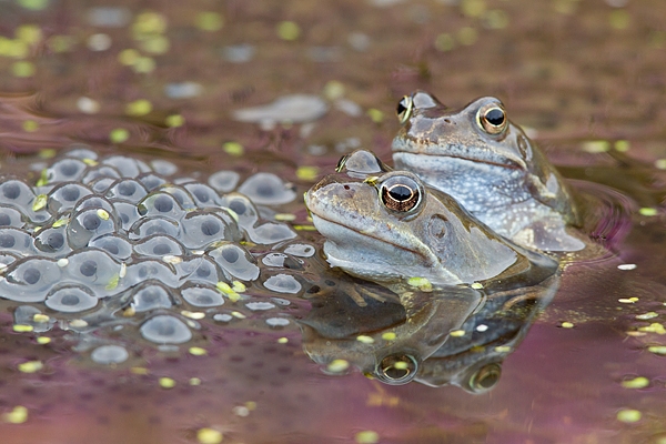 2 frogs and spawn. Mar '18.