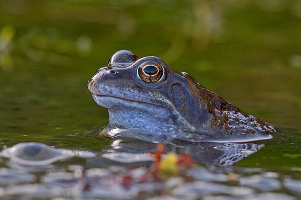 Male Common frog. Mar '19.