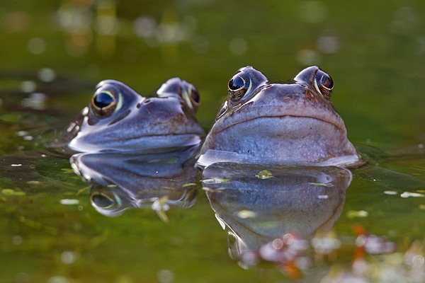 2 male Common frogs. Mar '19.