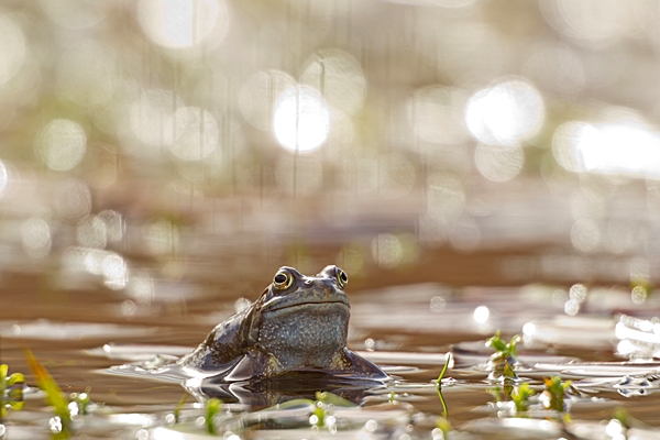 Common Frog highlights 1. Mar '21.