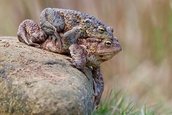 Paired up Common Toads. Apr. '21.