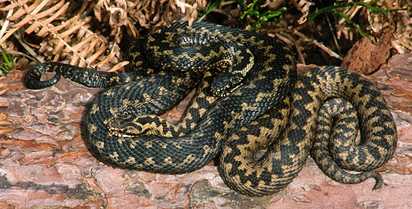 2 Adders on pine bark.