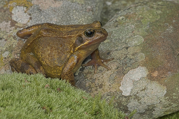 Common Frog.