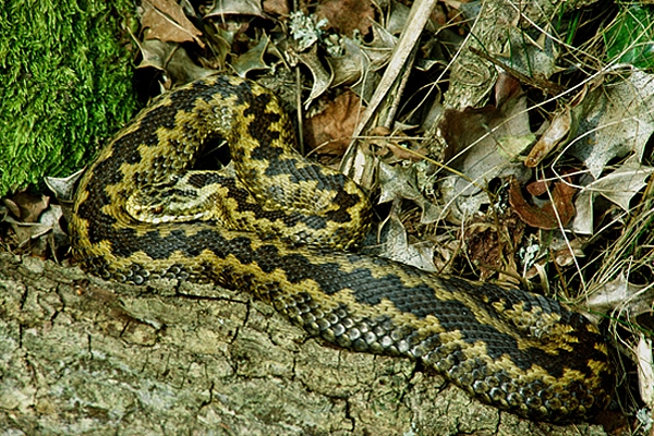 Female Adder.