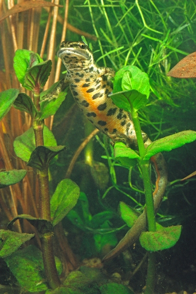 Female Common Newt,egg laying.