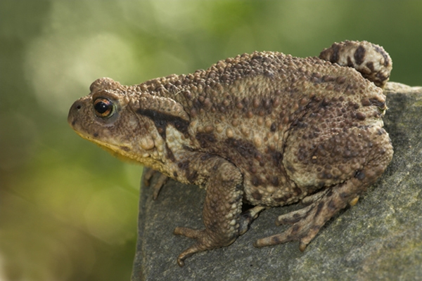 Toad on rock.